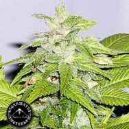 Sagarmatha Seeds Early Bird Skunk